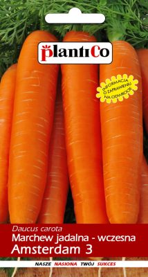 Marchew-jadalna-Amsterdam-3---Amsterdamska-NOE