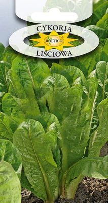 cykoria-lisciowa-ROL-466-07